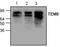 ANTXR Cell Adhesion Molecule 1 antibody, TA318947, Origene, Western Blot image 