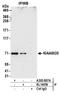 Pumilio RNA Binding Family Member 3 antibody, A303-897A, Bethyl Labs, Immunoprecipitation image 