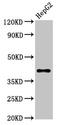 D-Amino Acid Oxidase antibody, CSB-PA006494LA01HU, Cusabio, Western Blot image 