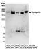 Neogenin 1 antibody, A304-399A, Bethyl Labs, Western Blot image 