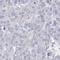 Sialidase-4 antibody, NBP2-32682, Novus Biologicals, Immunohistochemistry paraffin image 