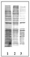 Phospho-threonine antibody, AM00121PU-N, Origene, Western Blot image 