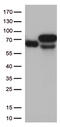 Albumin antibody, TA507287, Origene, Western Blot image 