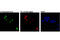 5-Formylcytosine antibody, 74178S, Cell Signaling Technology, Immunofluorescence image 