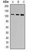 Thyroid Stimulating Hormone Receptor antibody, abx142283, Abbexa, Western Blot image 