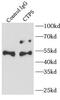 CTP Synthase 1 antibody, FNab02060, FineTest, Immunoprecipitation image 