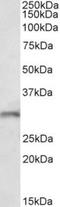 Fibroblast Growth Factor 14 antibody, TA311394, Origene, Western Blot image 