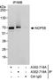 NOP58 Ribonucleoprotein antibody, A302-718A, Bethyl Labs, Immunoprecipitation image 