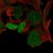 SRY-Box 3 antibody, HPA054720, Atlas Antibodies, Immunofluorescence image 
