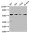 Protein Phosphatase 5 Catalytic Subunit antibody, CSB-PA018582LA01HU, Cusabio, Western Blot image 