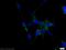 ATPase Na+/K+ Transporting Subunit Beta 1 antibody, 15192-1-AP, Proteintech Group, Immunofluorescence image 