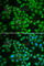 Deoxycytidine kinase antibody, A1794, ABclonal Technology, Immunofluorescence image 
