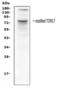 CREB Regulated Transcription Coactivator 1 antibody, LS-C313119, Lifespan Biosciences, Western Blot image 
