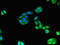 DRF3 antibody, orb47779, Biorbyt, Immunofluorescence image 