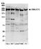 DnaJ homolog subfamily C member 13 antibody, A304-872A, Bethyl Labs, Western Blot image 