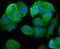 Leptin Receptor antibody, A00350-4, Boster Biological Technology, Immunocytochemistry image 