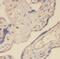 Trafficking Protein Particle Complex 3 antibody, FNab08947, FineTest, Immunohistochemistry frozen image 