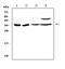 BRMS1 Transcriptional Repressor And Anoikis Regulator antibody, A03587-1, Boster Biological Technology, Western Blot image 