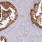 SFT2 Domain Containing 2 antibody, HPA042207, Atlas Antibodies, Immunohistochemistry paraffin image 