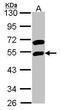 RNA Binding Motif Single Stranded Interacting Protein 1 antibody, GTX114710, GeneTex, Western Blot image 