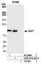 Proto-oncogene vav antibody, A305-671A-M, Bethyl Labs, Immunoprecipitation image 