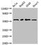 Myocyte Enhancer Factor 2D antibody, CSB-PA613522LA01HU, Cusabio, Western Blot image 