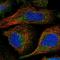 Protein FAM167B antibody, NBP1-88321, Novus Biologicals, Immunofluorescence image 
