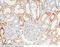 Tissue Factor Pathway Inhibitor antibody, 10564-R401, Sino Biological, Immunohistochemistry frozen image 