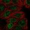 Dynactin Subunit 5 antibody, HPA063710, Atlas Antibodies, Immunofluorescence image 