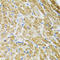 DNA Polymerase Gamma 2, Accessory Subunit antibody, A06012-2, Boster Biological Technology, Immunohistochemistry paraffin image 