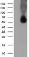Sequestosome 1 antibody, CF502133, Origene, Western Blot image 