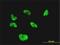 CGG Triplet Repeat Binding Protein 1 antibody, H00008545-M02, Novus Biologicals, Immunocytochemistry image 