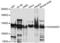 Calcium Voltage-Gated Channel Auxiliary Subunit Alpha2delta 3 antibody, PA5-76542, Invitrogen Antibodies, Western Blot image 