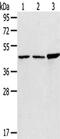 TIP47 antibody, CSB-PA077536, Cusabio, Western Blot image 