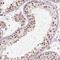 Cysteine And Histidine Rich 1 antibody, HPA053653, Atlas Antibodies, Immunohistochemistry frozen image 
