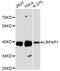 LDL Receptor Related Protein Associated Protein 1 antibody, LS-C748089, Lifespan Biosciences, Western Blot image 