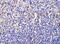 Caspase 1 antibody, 3463, ProSci Inc, Immunohistochemistry frozen image 