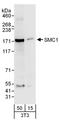 Structural Maintenance Of Chromosomes 1A antibody, A303-834A, Bethyl Labs, Western Blot image 