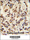ATPase H+ Transporting V1 Subunit A antibody, 64-110, ProSci, Immunohistochemistry paraffin image 