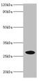 Nicotinamide mononucleotide adenylyltransferase 3 antibody, CSB-PA839418LA01HU, Cusabio, Western Blot image 