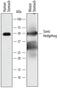 Sonic hedgehog protein antibody, BAF445, R&D Systems, Western Blot image 