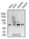 Mucin-13 antibody, NBP2-24566, Novus Biologicals, Western Blot image 