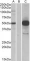 COP9 Signalosome Subunit 3 antibody, TA311275, Origene, Western Blot image 