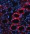 TGF beta antibody, NBP1-80289, Novus Biologicals, Immunofluorescence image 
