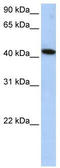 Islet Cell Autoantigen 1 Like antibody, TA340301, Origene, Western Blot image 