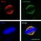 TPX2 Microtubule Nucleation Factor antibody, NB500-179, Novus Biologicals, Immunocytochemistry image 