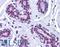 CtIP antibody, LS-B5273, Lifespan Biosciences, Immunohistochemistry frozen image 