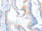 Serine/threonine-protein kinase 4 antibody, CSB-PA192084, Cusabio, Immunohistochemistry frozen image 