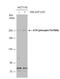 ATR Serine/Threonine Kinase antibody, NBP2-43564, Novus Biologicals, Western Blot image 