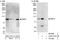 Ribosomal Protein S6 Kinase A5 antibody, A302-747A, Bethyl Labs, Western Blot image 